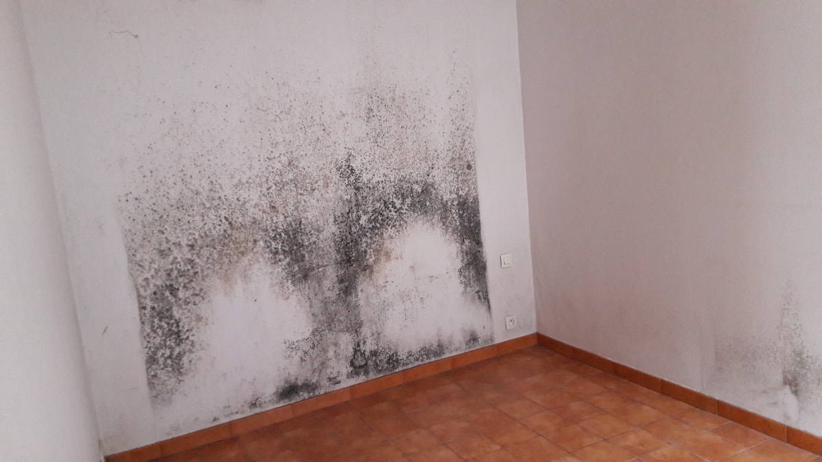 Moisissures - Expertise humidité à Tarbes